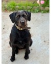Collier pour chien en tweed – fabriqué en Angleterre, disponible en tailles S, M, L